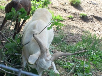 Young Male Buck Goat a year and a half old.  