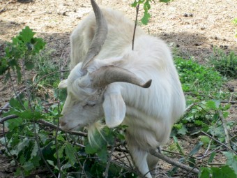 Young Male Buck Goat a year and a half old.  