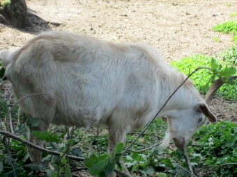 Young Male Buck Goat a year and a half old.  