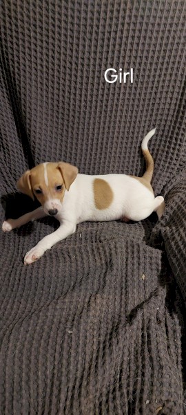 Jack Russell  pups 9 weeks old