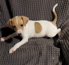 Jack Russell  pups 9 weeks old