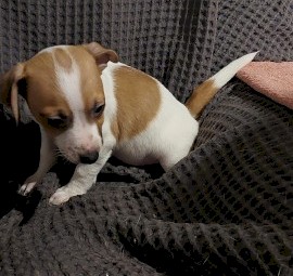 Jack Russell  pups 9 weeks old