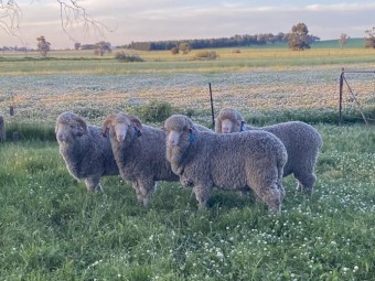 WANTED Merino Ewes
