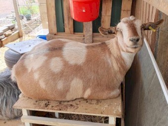 Miniature Pet Wether Goats