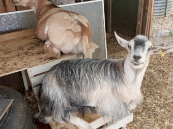 Miniature Pet Wether Goats