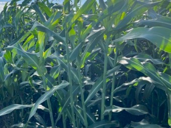 Forage Sorghum Hay 