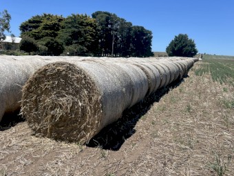 2023 Oaten Hay Rolls 5x4