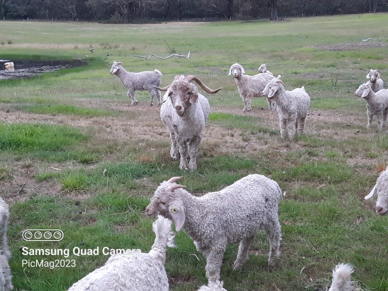 Mohair Goats (Angora) 