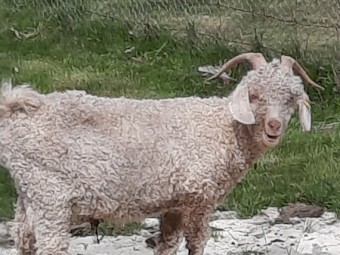 Mohair Goats (Angora) 