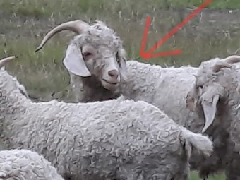 Mohair Goats (Angora) 