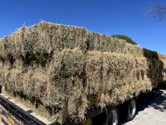 Fresh Cut Lucerne Bales