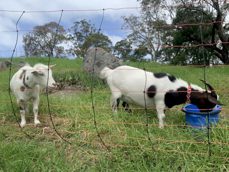 2x 2yo female miniature goats