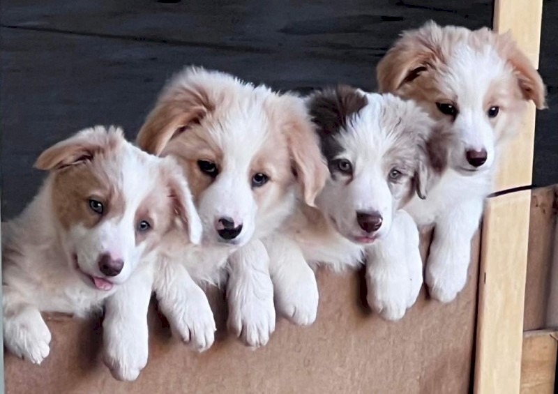 Border Collies Pure Breed x 5