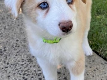 Border Collies Pure Breed x 5