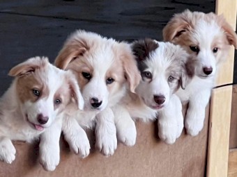 Border Collies Pure Breed x 5