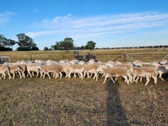Australian White Flock Rams