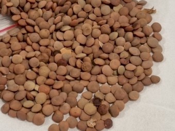 WANTED 300mt Nippers Lentils