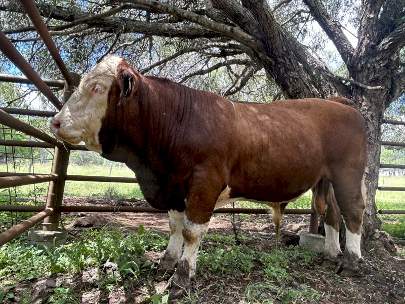 18 month old Simmental paddock bull