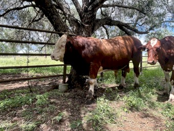 18 month old Simmental paddock bull