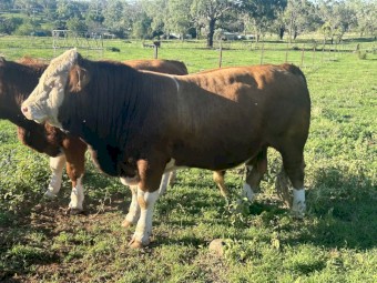 18 month old Simmental paddock bull