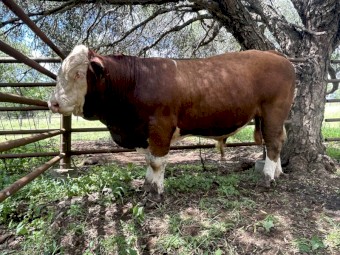 18 month old Simmental paddock bull
