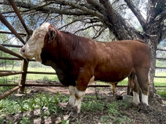 18 month old Simmental paddock bull