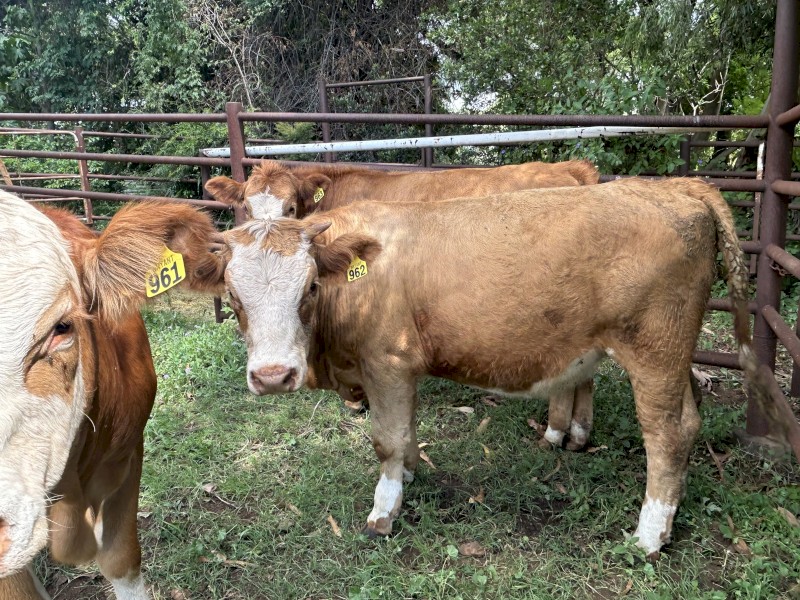 Rising 2 Simmental heifers
