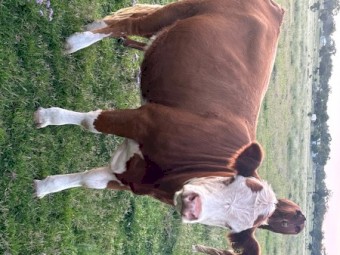 Rising 2 Simmental heifers