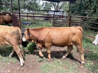 Rising 2 Simmental heifers