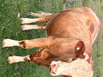 Rising 2 Simmental heifers