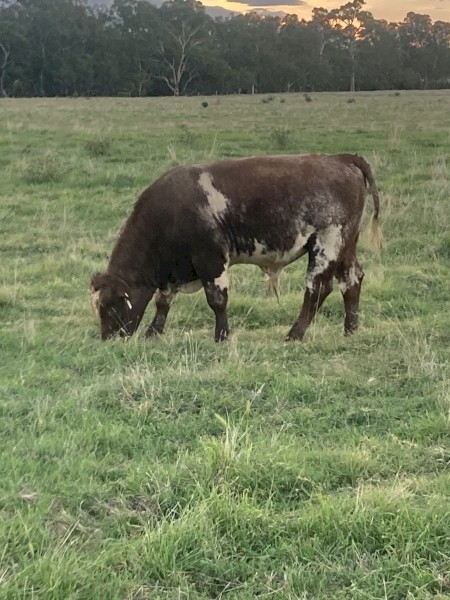 Shorthorn Bulls | Farm Tender