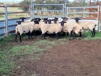 WANTED Black Suffolk Ewe’s