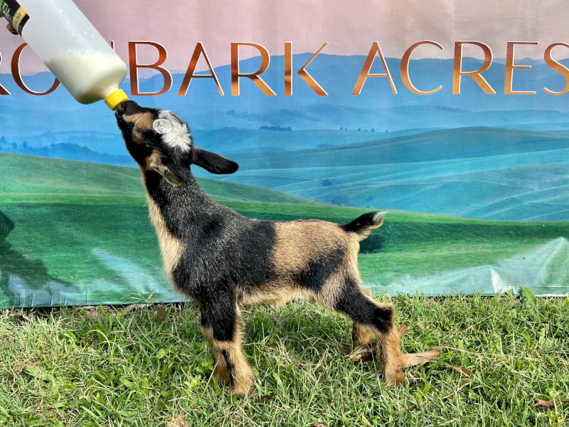 Nigerian Dwarf wether kids available now