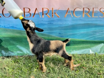 Nigerian Dwarf wether kids available now