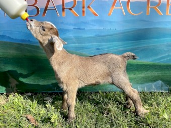 Nigerian Dwarf wether kids available now