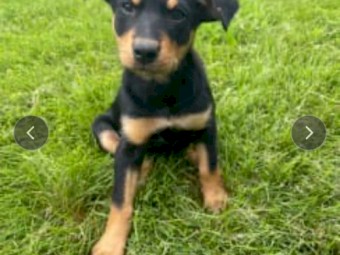 1 Kelpie pup for Sale