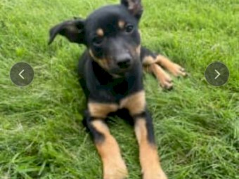 1 Kelpie pup for Sale