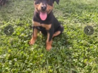1 Kelpie pup for Sale
