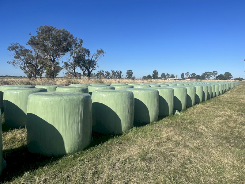 130 x Lucerne Silage 600kg Round Bales