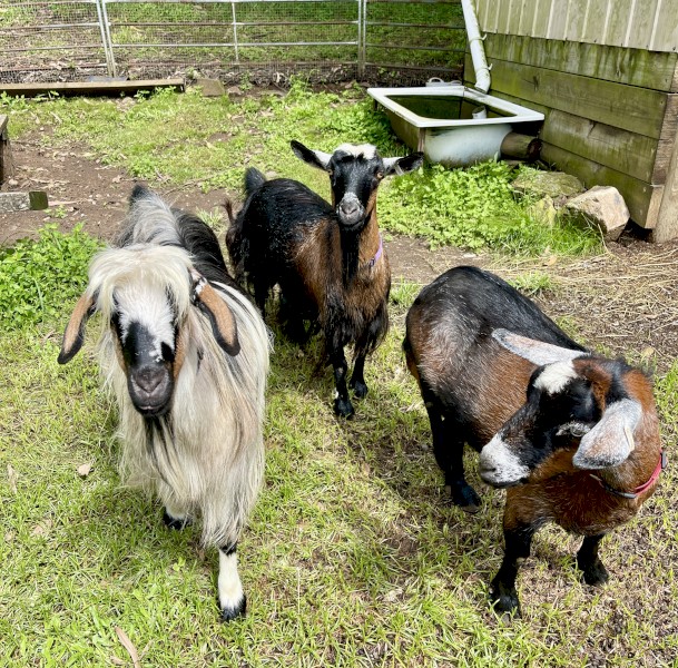 Australian Miniature / Pigmy Goats for sale- 2 girl 1 wether boy