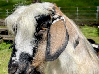 Australian Miniature / Pigmy Goats for sale- 2 girl 1 wether boy