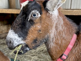 Australian Miniature / Pigmy Goats for sale- 2 girl 1 wether boy