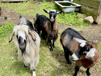 Australian Miniature / Pigmy Goats for sale- 2 girl 1 wether boy