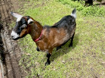 Australian Miniature / Pigmy Goats for sale- 2 girl 1 wether boy