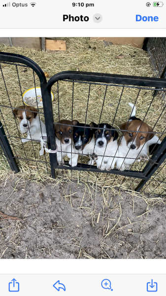 Pure Jack Russell pups 