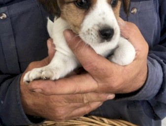 Pure Jack Russell pups 