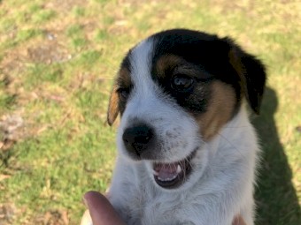 Pure Jack Russell pups 