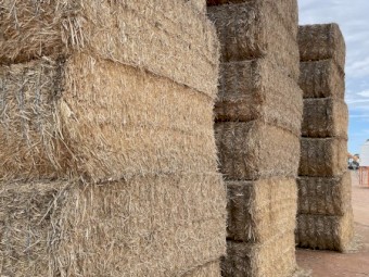 Canola Straw 8x4x3 bales