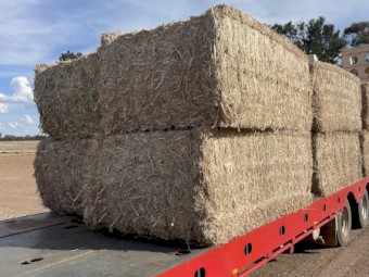 Canola Straw 8x4x3 bales