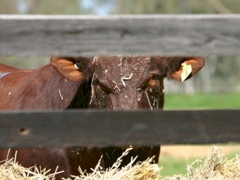 WANTED Cattle Grazing Country
